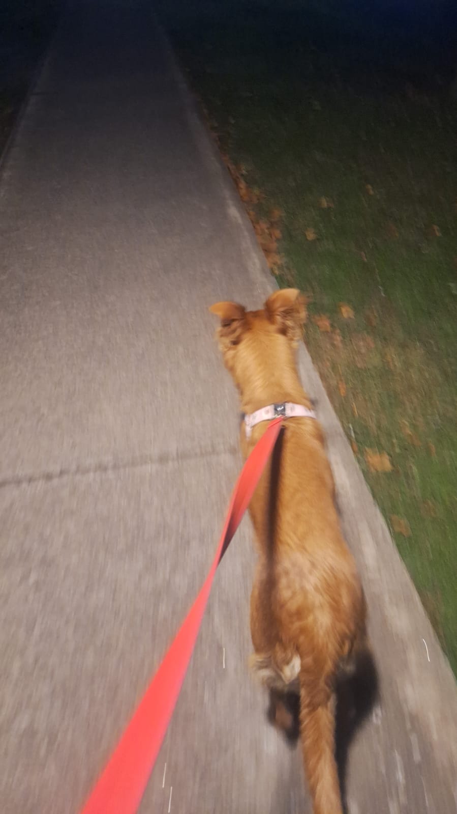 Paseo nocturno con perro